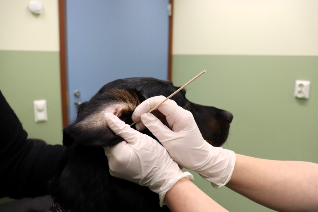Näytteenotto koiran korvasta