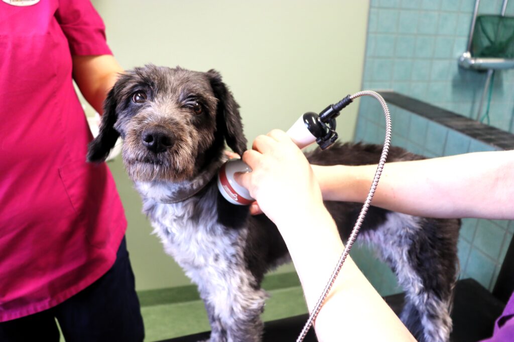 Kuvassa koiralle annetaan laserhoitoa vastaanotolla luokan IV terapialaserilla